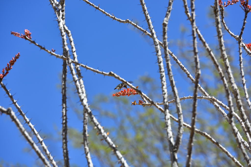 Ocotilloの蜜に誘われて