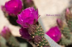 Wild Cactus