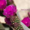 Wild Cactus