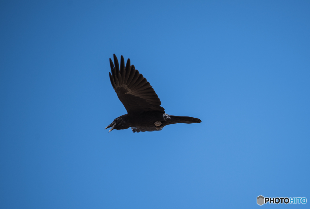 Raven2
