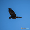 Raven2