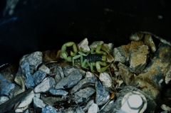 クラス最強！Deathstalker