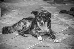 El Perro Dos