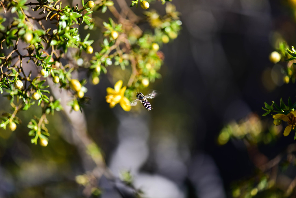 ホバッてます。