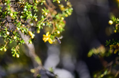 ホバッてます。