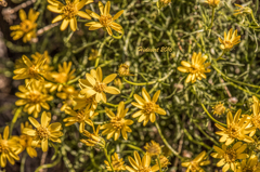 Spring Desert Flower