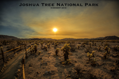 Joshua Tree National Park
