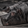 HIPPO