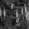 Century Plant
