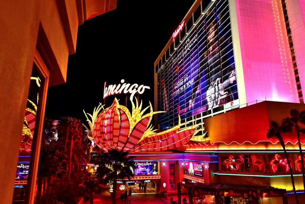 Flamingo