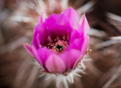 サボテンの花