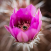 サボテンの花
