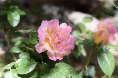 日陰の薔薇