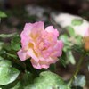日陰の薔薇