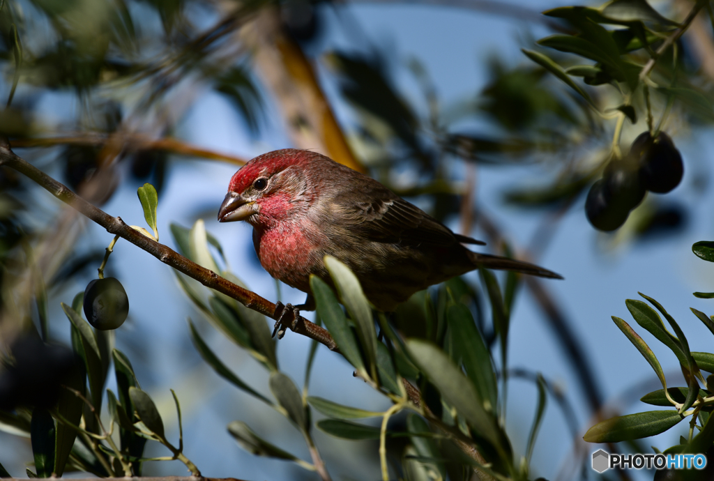オリーブを食べる