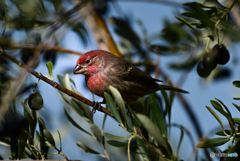 オリーブを食べる