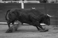 Mad Bull
