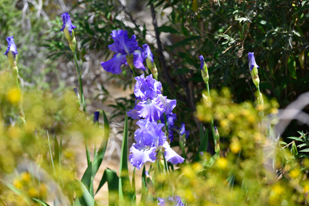 留守の間に春が・・・２