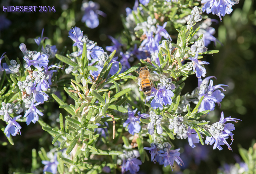 ローズマリーとハチ
