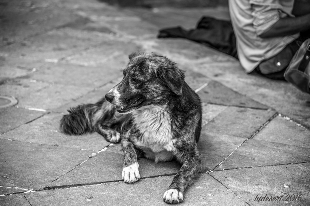 El Perro