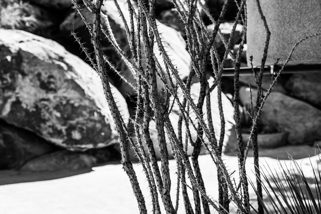 Ocotillo Rock