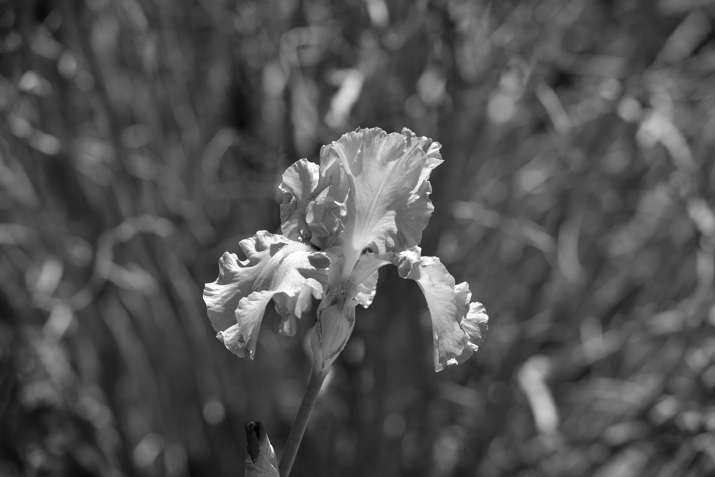 留守の間に春が・・・