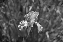 留守の間に春が・・・