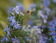 ローズマリーとハチ ローズマリーとハチ