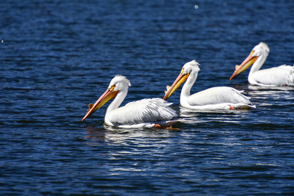 Pelican?