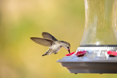 Hummingbird Feeder