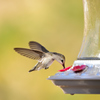 Hummingbird Feeder