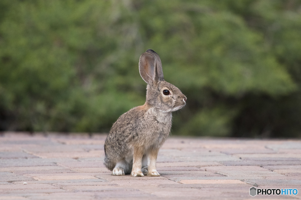 砂漠のウサギ By Hidesert Id 写真共有サイト Photohito