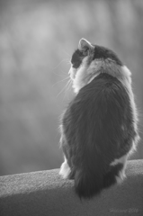 空を見つめる猫