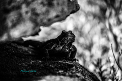 Chuckwalla Chuckwalla