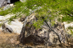 蕾がいっぱい＾＾