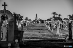Calvary Cemetery2