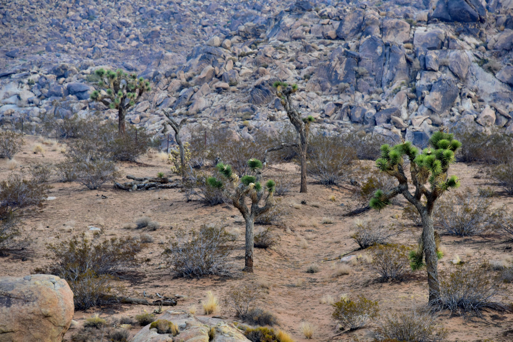 Morning Natural Landscape