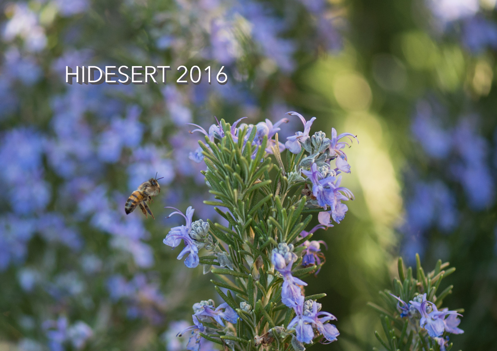 ローズマリーとハチ