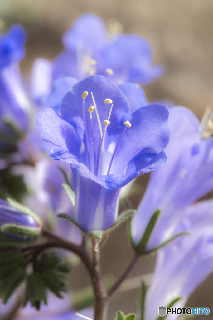 砂漠の花２