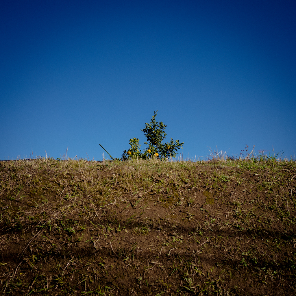 camucamu_20141202_168