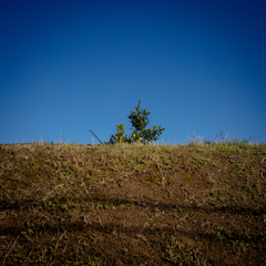 camucamu_20141202_168