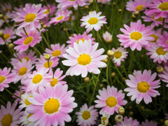 camucamu_20140506_72