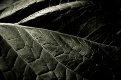 camucamu_20150101_09