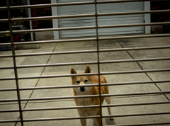 camucamu_20141007_114