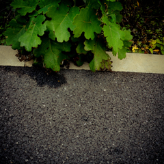 camucamu_20141128_155