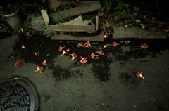 camucamu_20140809_86