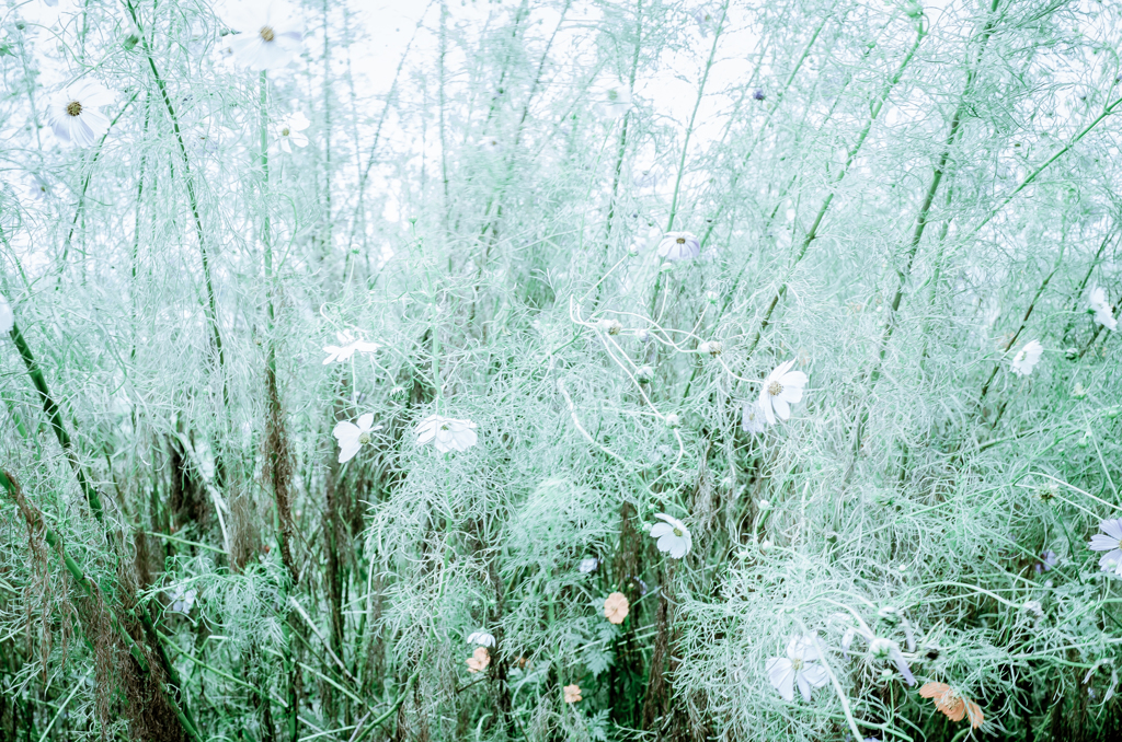 camucamu_20140925_104