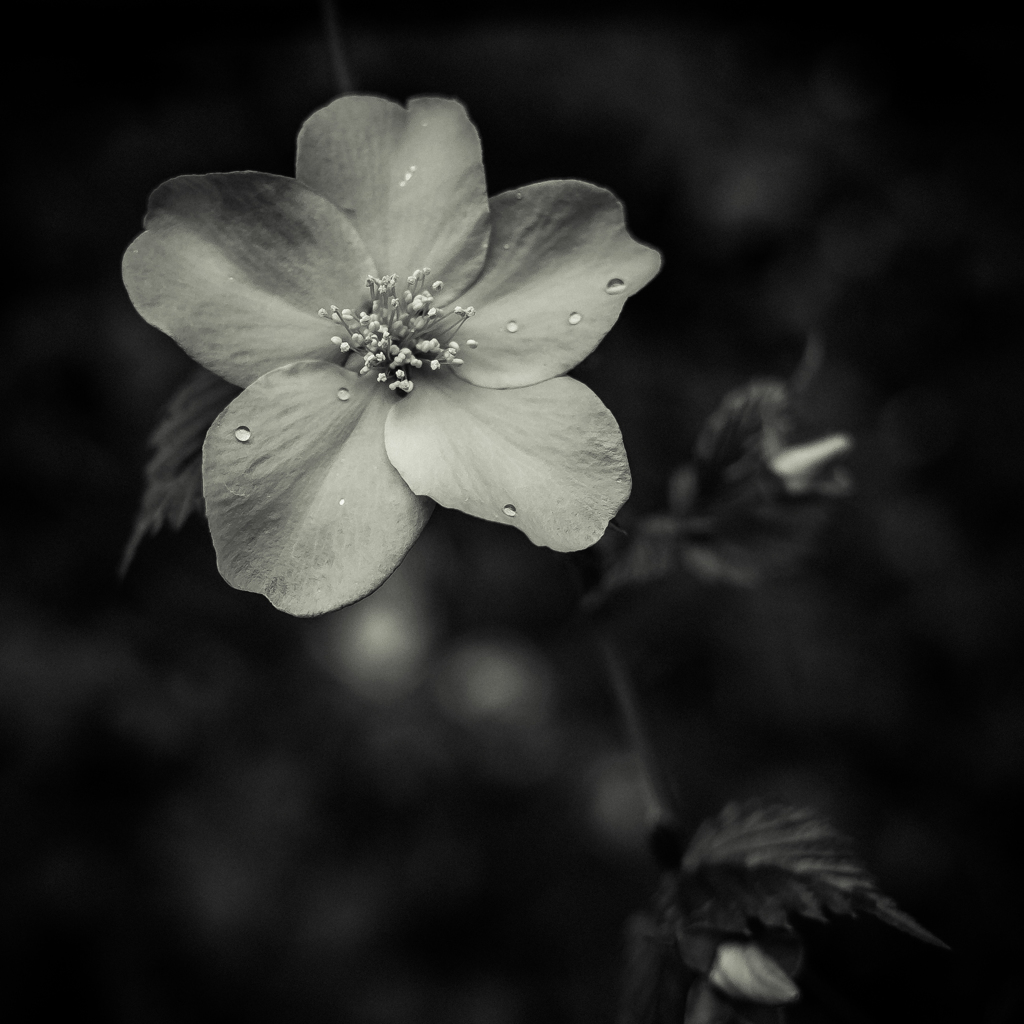 camucamu_20140405_54