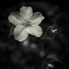 camucamu_20140405_54