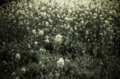 camucamu_20140412_59